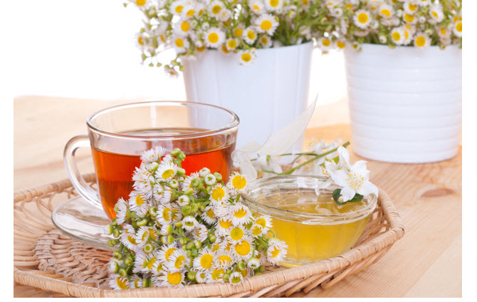 Ромашковый чай: польза и лечебные свойства