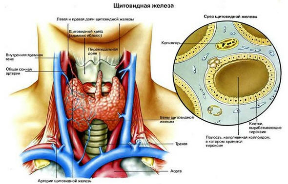«Тиреоидит Хашимото» - заболевание щитовидной железы