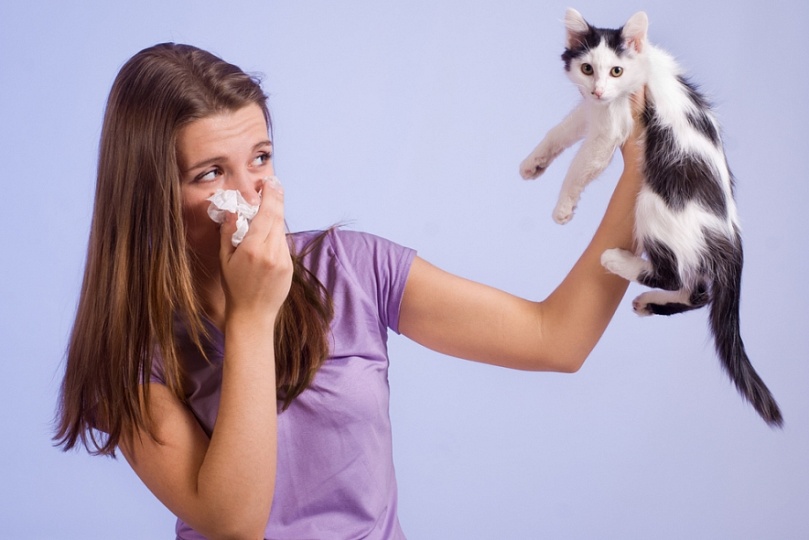 аллергия на кошку