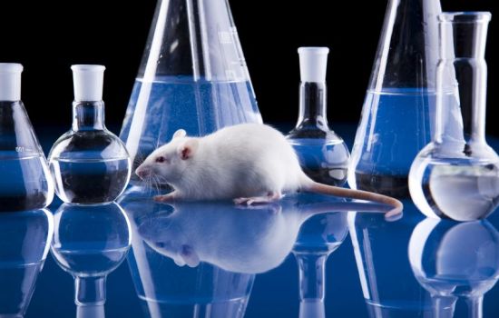 До чего дошёл прогресс: органы мышей выращивают в крысах