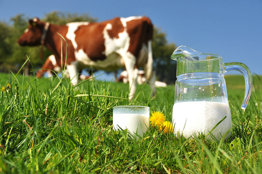 Коровье молоко: польза для здоровья